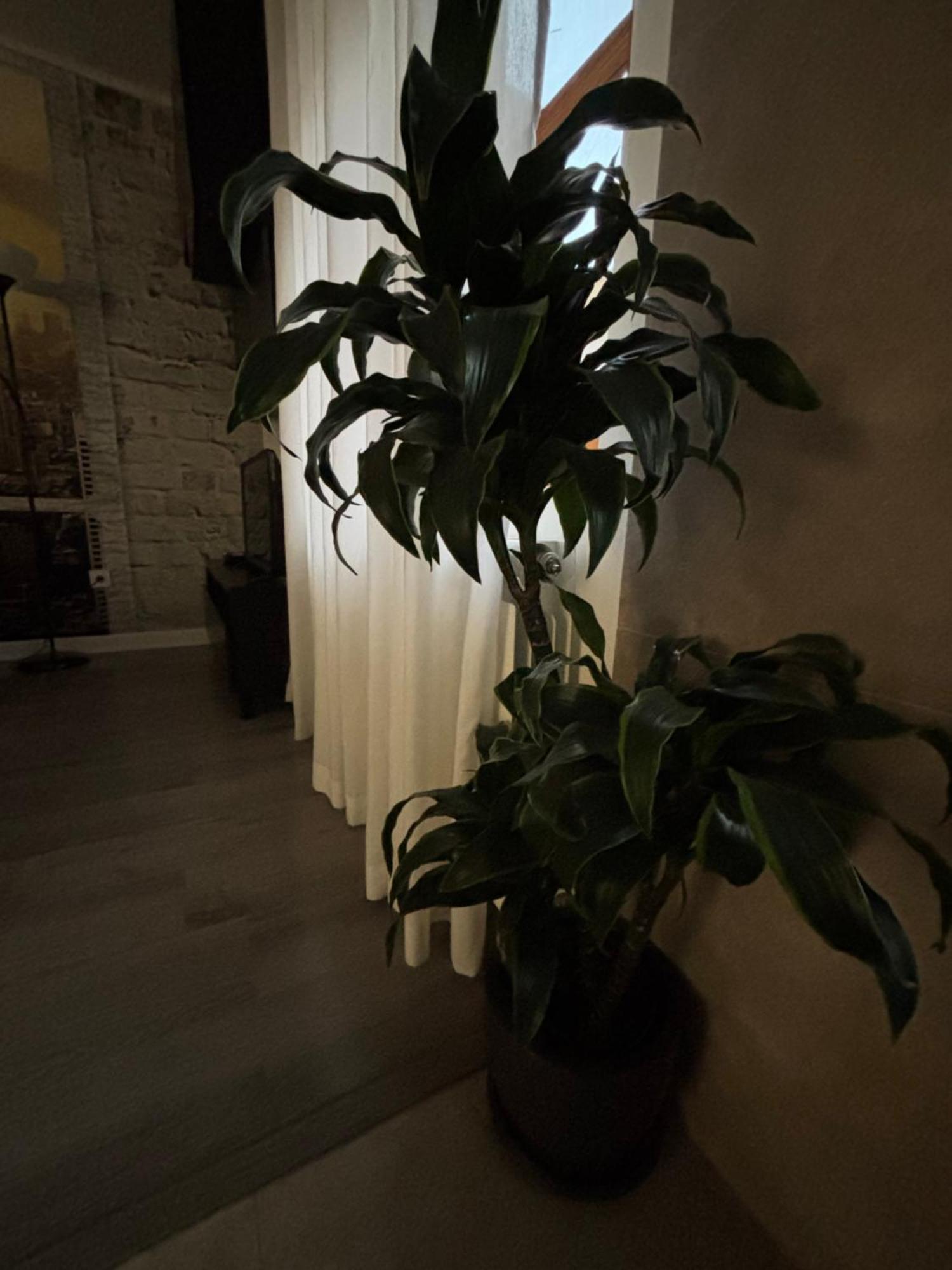 Apartamento Paula Valladolid Extérieur photo